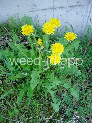 dandelion